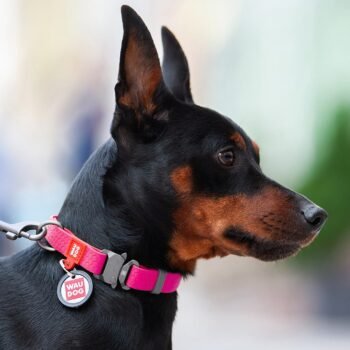 WAUDOG Waterproof dog collar Pink