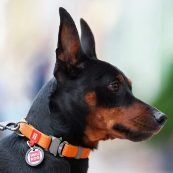 WAUDOG Waterproof dog collar orange