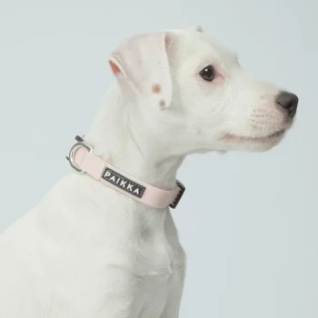PAIKKA Glow Collar Pink Fluorescencinis šviečiantis antkaklis šuniui