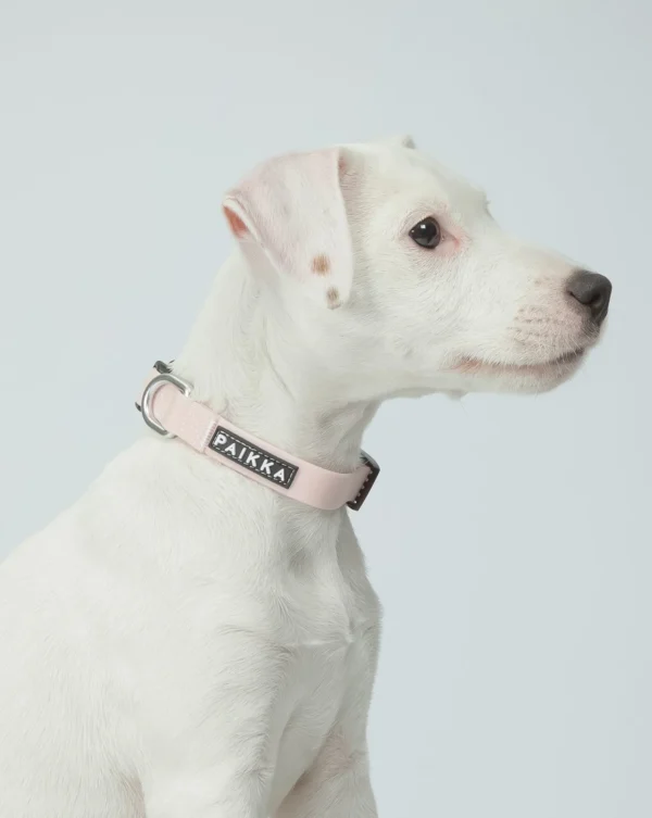 PAIKKA Glow Collar Pink